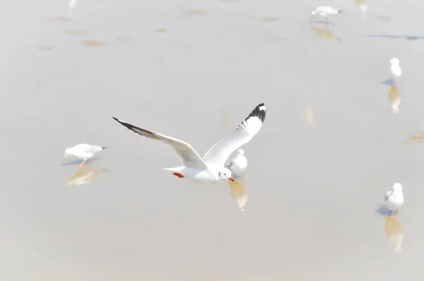 Gaviota voladora cerca del agua — Foto de Stock