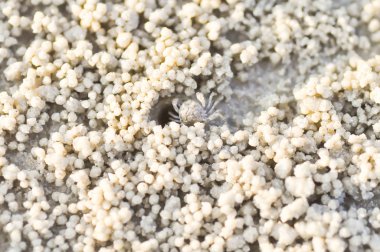 Hayalet Yengeç, Ocypode veya Ocypodidae