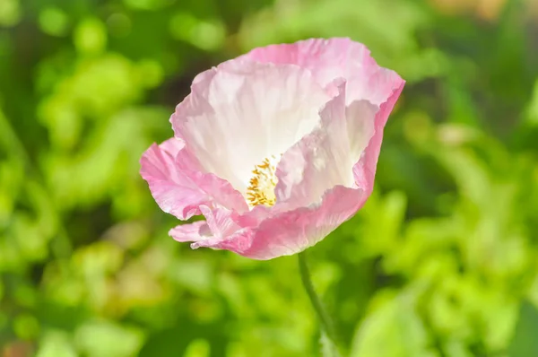 Розовый мак в саду — стоковое фото