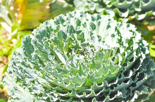 BRASSICACEAE, col o col común —  Fotos de Stock