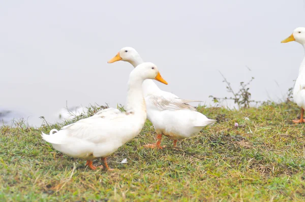 De eend in de buurt van de vijver — Stockfoto