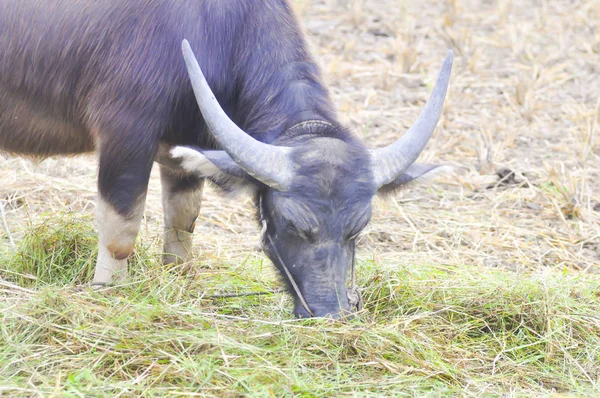 Büffel im Reisfeld — Stockfoto