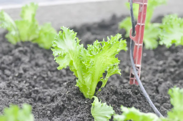 Frillice Eisberg, Salat im Gemüsegarten — Stockfoto