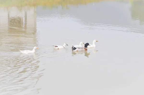 De eenden in de vijver — Stockfoto