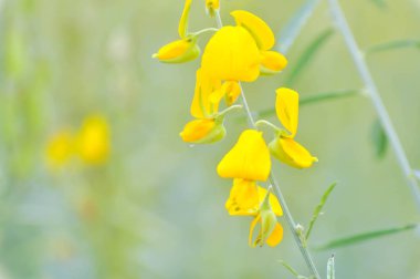 Crotalaria juncea, Hint Kenevir (Madras kenevir bitki)