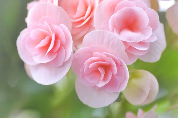 Begonia flower in the garden ,blur background — Stock Photo, Image