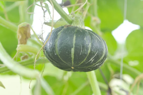 kabak veya Cucurbita moschata sebze bahçesinde Decne