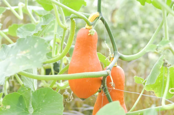 Butternut squash or pumpkin in vegetable garden — Stock Photo, Image