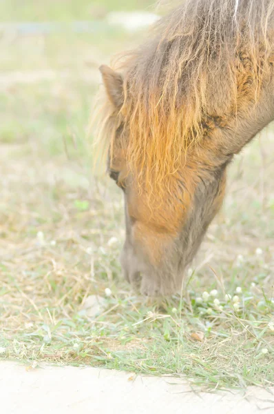 O cavalo está a comer erva. — Fotografia de Stock