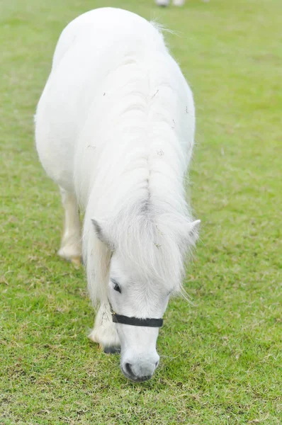 Лошадь ест траву на ферме. — стоковое фото