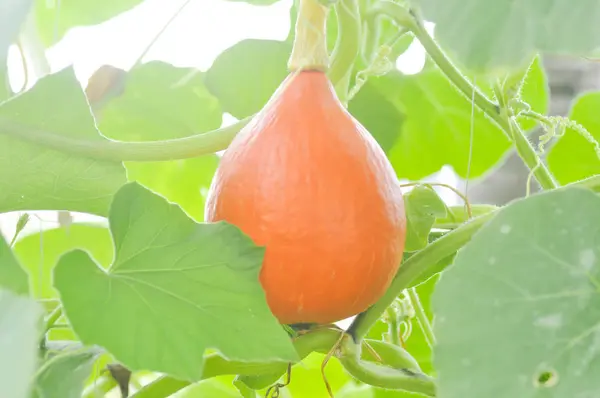 Butternut squash or pumpkin in vegetable garden — Stock Photo, Image