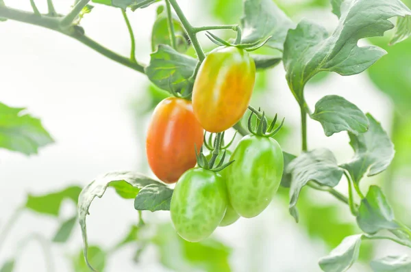 Fresh tomato plant in the vegetable garden — Stock Photo, Image