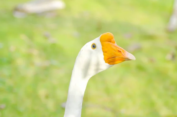 Goose, Anser anser or anser cygnoides — стоковое фото