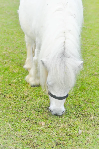 Cavalo branco ou pônei branco está comendo alguma grama na fazenda — Fotografia de Stock