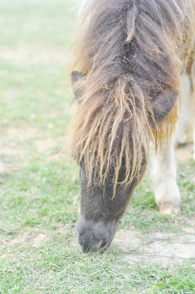 Пони или коричневая лошадь ест траву на ферме. — стоковое фото