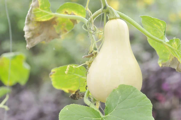 Butternut squash or pumpkin in vegetable garden — Stock Photo, Image