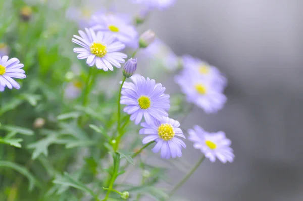 紫色 Bellis perennis 或菊花花 — 图库照片