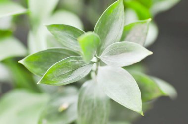 İsrail Ruscus yeşil bitki