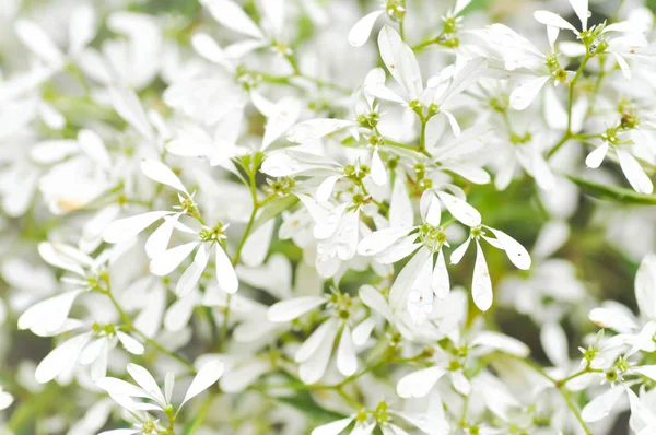 Sütleğengiller, Euphorbia leucocephalalotsy veya beyaz Noel