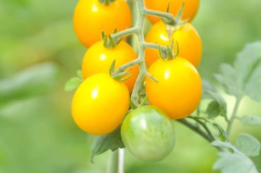 sebze bahçesinde domates bitki