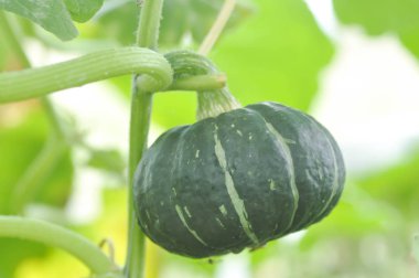 kabak veya Cucurbita moschata sebze bahçesinde Decne