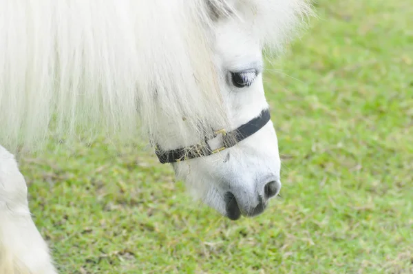 Лошадь или пони едят траву на ферме. — стоковое фото