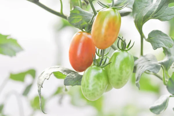 Tomato plant or cherry tomato  in the vegetable garden — Stock Photo, Image