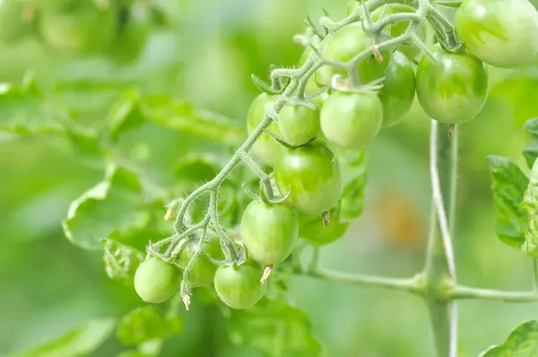 Tomato plant in the vegetable garden — Stock Photo, Image