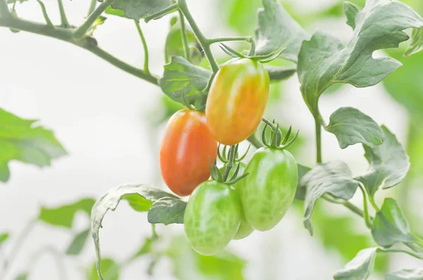 Tomato plant or cherry tomato  in the vegetable garden — Stock Photo, Image