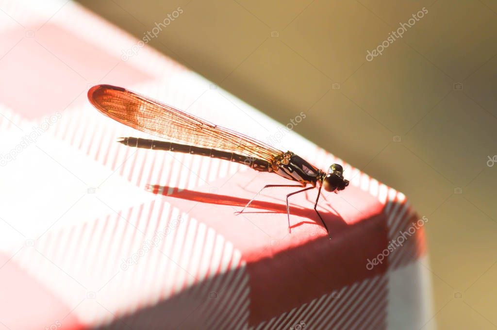 dragonfly on the table