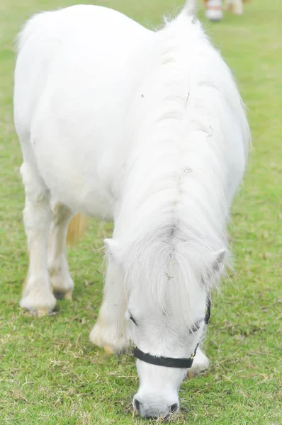 O cavalo branco está a comer erva na quinta. — Fotografia de Stock