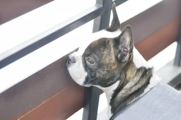 absent minded French bulldog ,  French bulldog near the fence