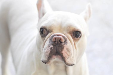 Dalgın Fransız bulldog 'u veya Fransız bulldog' u
