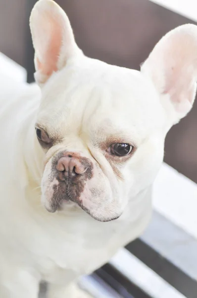 Frånvarande sinnade fransk bulldog, vit fransk bulldog nära fe — Stockfoto