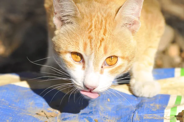 スティックを 1 つの舌猫猫 — ストック写真