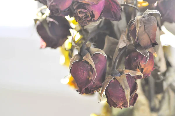 Sušené růže ve váze — Stock fotografie