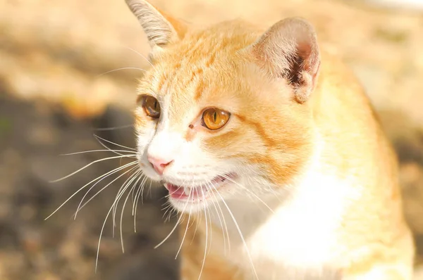 Yerdeki genç kedi kahverengi kedi — Stok fotoğraf