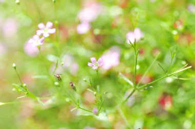 Gypsophila paniculata (Baby's Breath)