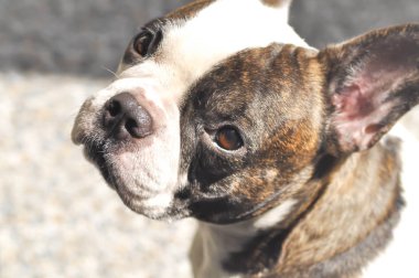 Dalgın Fransız bulldog 'u veya Fransız bulldog' u
