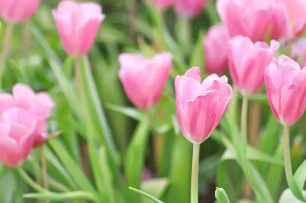 Beautiful bouquet of tulip — Stock Photo, Image