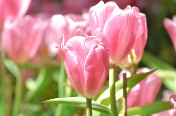 Beautiful bouquet of tulip — Stock Photo, Image