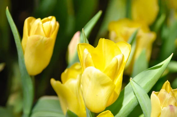 Beautiful bouquet of tulip ,  tulip — Stock Photo, Image