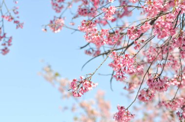 vahşi Himalaya kiraz veya prunus cerasoides 