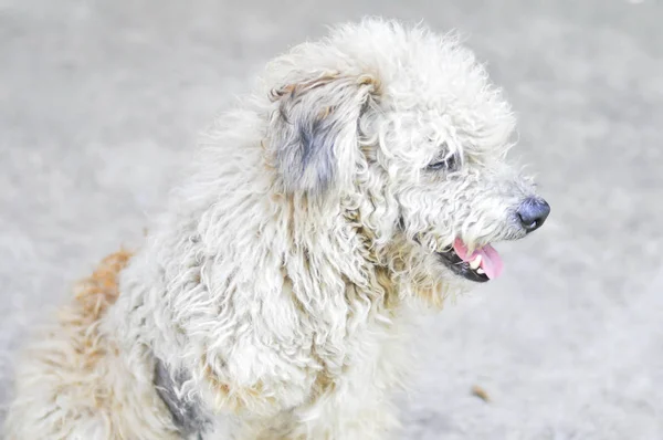 Vagabond hund eller tre legged hund — Stockfoto