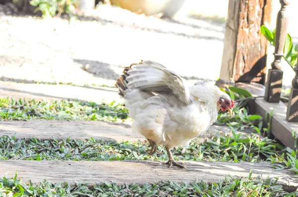 White chicken on the flor — Stock Photo, Image