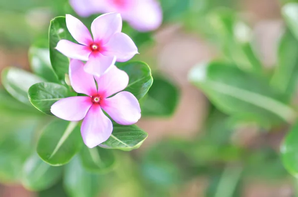 生 adscendens 或长春花 — 图库照片