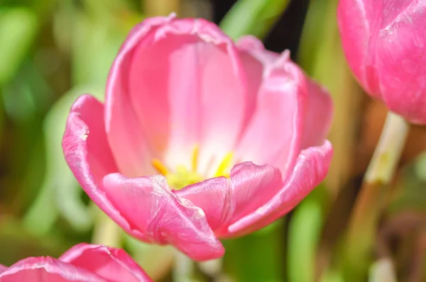 Beautiful bouquet of tulip ,  tulip — Stock Photo, Image