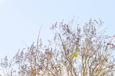 lagerstroemia, lagerstroemia speciosa veya lythraceae ağaç