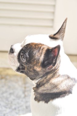 Fransız buldozer güneşlenmek 