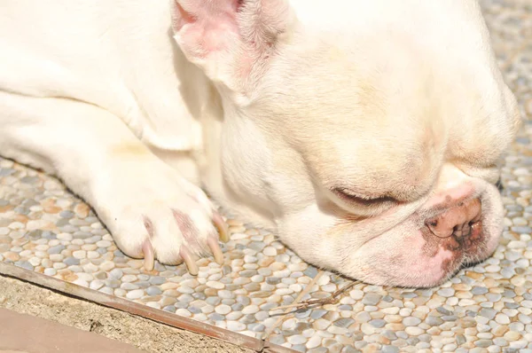 sleeping French bulldog